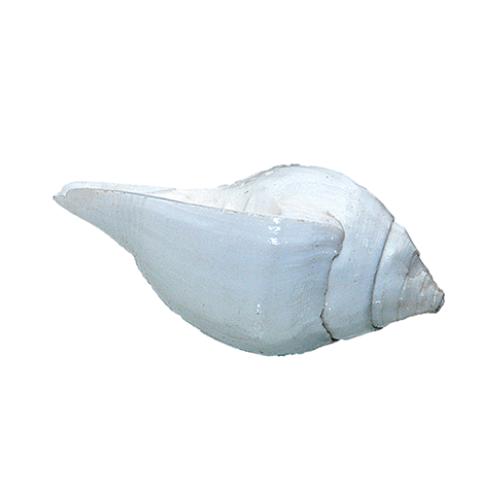 Puja Shankh (Conch For Pooja)